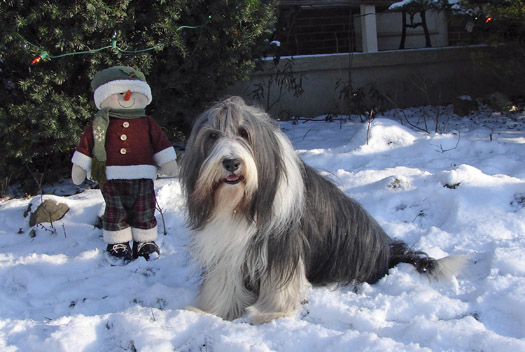 Robbie in the front garden with a stuffed Christmas caroller. We are getting ready for Christmas 2006